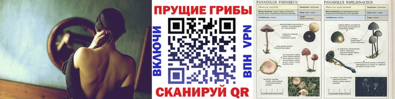 Галлюциногенные грибы Magic Shrooms  купить  цена  Гдов 
